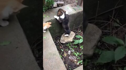 kucing menolong anak anjing
