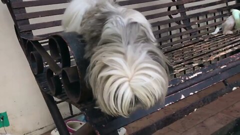 My Shih Tzu Puppy and the Chair