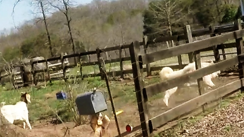 Goat joins large dog in chasing cyclists