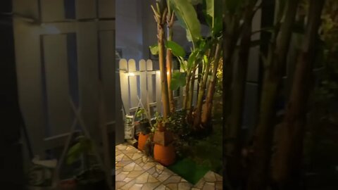 Home mini garden | DIY | Green Kaalam project | Plants | Malaysia