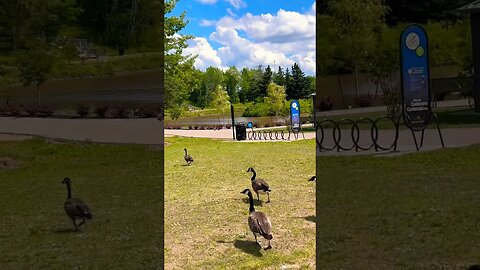 Canadian Geese are funky creatures