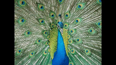 Beautiful peacock's 🦚🦚🥰😍