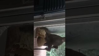 Macaco na porta de casa espantando abelhas e pegando o mel da colmeia