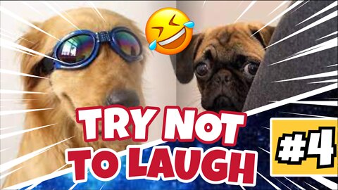 Cute and funny animals with dogs, cats, wild animals will make you laugh all day long 😇