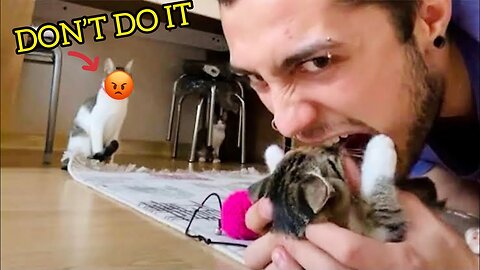 Cats Attacking People Compilation | Cat Slapping Their Owner #funnycats #cutecats #hilariouscats