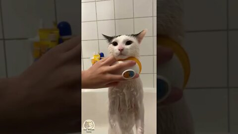 cute cats 😹 care routine #viralcat #catlover #shorts