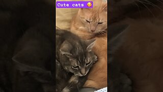 Cute cuddly cats 🥰