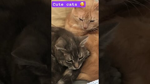 Cute cuddly cats 🥰