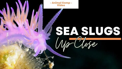 The Astonishing Beauty of the Nudibranch Video Compilation 🌈 God's Visual Symphony 🐌 Sea Slugs