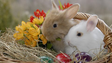 The Cutest and Funniest Bunnies