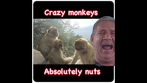 crazy monkeys in gibraltar