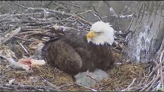 Hays Bald Eagles Mom wears Eaglet Slippers 2022 04 01 17 22 14 758