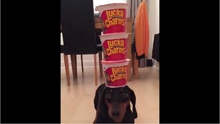 Talented dog displays excellent head-balancing skills