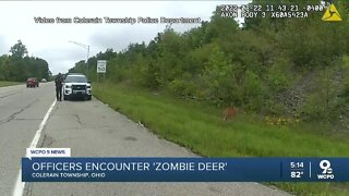 VIDEO: 'Zombie deer' spotted in Cincinnati area