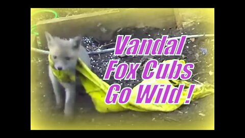 🦊Vandal #foxy vixen mum and her cute cubs go stealing and playing with stolen clothes...
