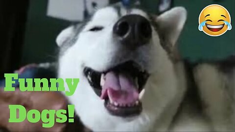 Best Funny Dogs Viral Weekly LOL😂🙃💥 of 2019_ Funny Animal Videos💥👌