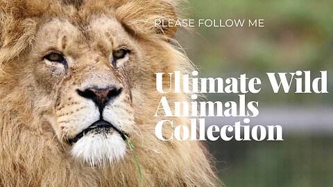 Ultimate Wild Animals Collection