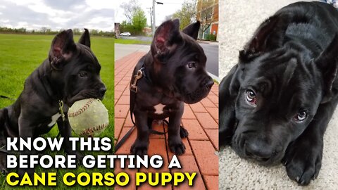 You MUST Know This Before Getting a Cane Corso Puppy