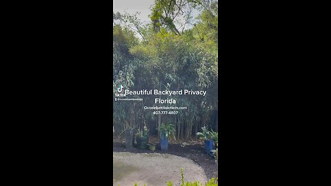 Backyard Oasis - Backyard Privacy Plants - Fast Growing - Privacy Plant Nursery 407-777-4807