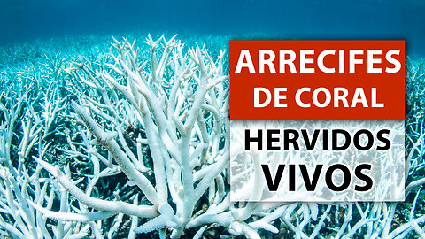 El planeta está HIRVIENDO! Arrecifes de coral en peligro de extinción
