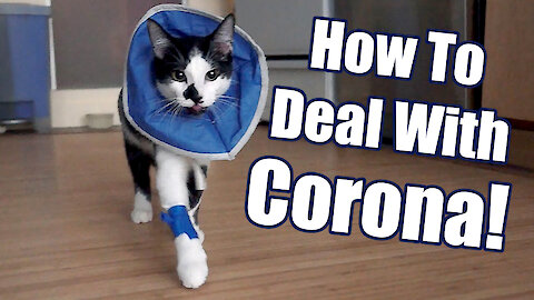 Cat demonstrates 8 ways to deal with the Coronavirus