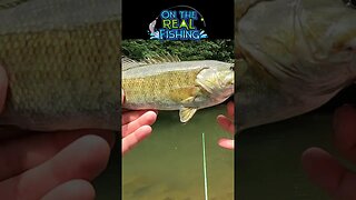 🎣🎣 Awesome Creek Catch! - On the Real #Fishing #smallmouthbassfishing