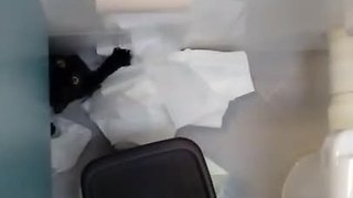 Cat obliterates toilet paper roll