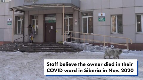 Loyal dog waits outside hospital for dead owner