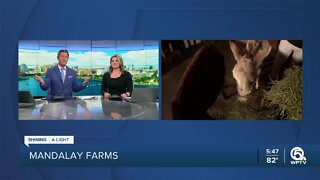 Local farm shares animal experiences with youth in need