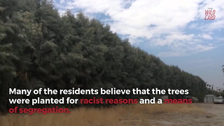 California To Remove "Racist" Row Of Trees On Golf Course