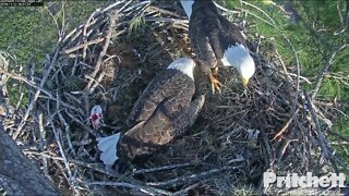 Congratulations Harriet and M15 on Egglet #1. 4:57 pm 11-12-19