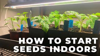 How to Start Seeds Indoors