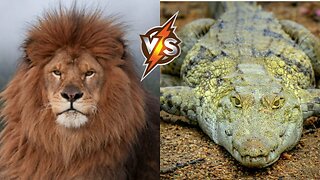 Many lions catch crocodiles