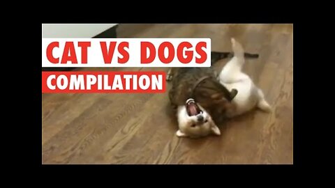 Cats vs Dogs- The Ultimate Fight Battle