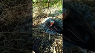 Goose sitting on eggs didn't hiss at me this morning