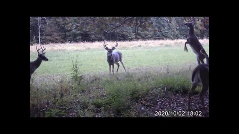 Deer licking branch & foot plot trail cam montage on Kentucky hunting land!