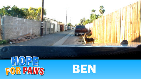 Dog rescue: Sweet Ben.