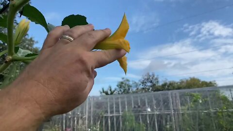 The Honey Badger Squash that Beats the Vine Borers - Tromboncino Zucchini - Garden Updates - 9-8-20