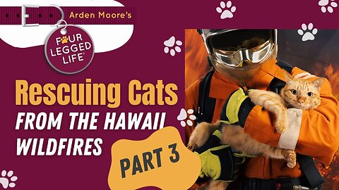 Saving Wildfire Cats Pt3