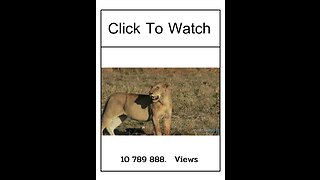 Funny animals video 2023