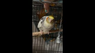 Cockatiel is happy #birds