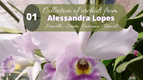ENJOY THE COLLECTION OF ALESSANDRA LOPES ORCHIDS TO THE RELAXING SOUND OF PIANO