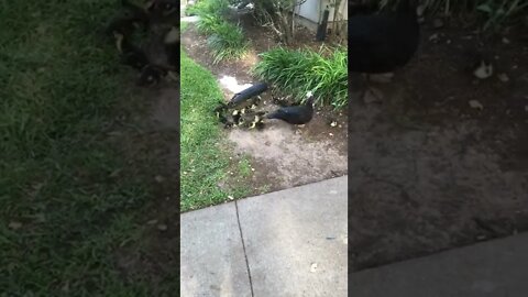 muscovy ducklings