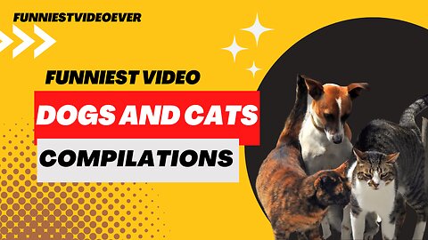 Dogs and Cats Video Compilation. Funniest ever!