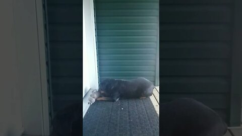 Rottweiler Treats Her Toy Like Her Baby Too Cute!💝💛