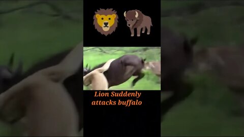 Lion suddenly attack buffalo 2022🐃#youtubeshorts #shorts #shortvideo