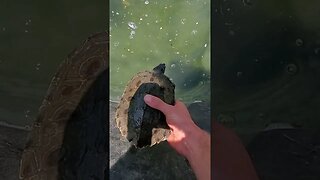 Map turtle in pond #shorts