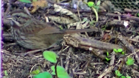IECV NV #476 - 👀 Song Sparrow On The Dirt Hill By The Sticker Bushes🐤 10-9-2017