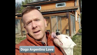 Puppy Training - Dogo Argentino Love