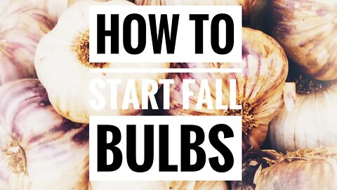 HOW TO PLANT FALL BULBS? HOW TO GROW TULIPS IN HOT CLIMATES! STORING BULBS IN THE FREEZER 🥶 🌷